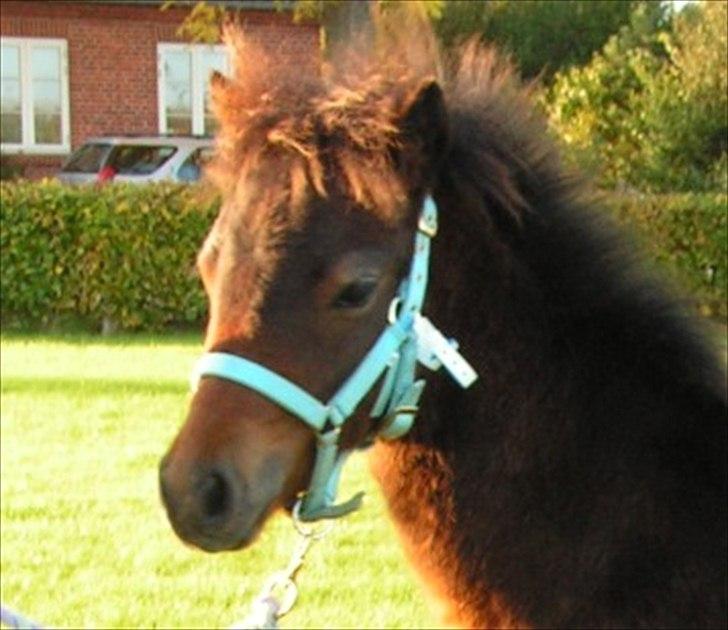 Dartmoor Cayberry Dark Gale - Gale som føl - ankommet til Danmark- billede 2