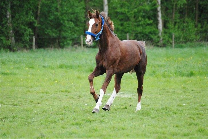 Hollandsk Varmblod Alarda (Nuller) - Første gang jeg så hende tænkte jeg kærlighed! <3 billede 1