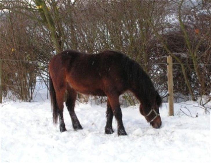 Dartmoor Cayberry Dark Gale - Sne billede af Gale. billede 13
