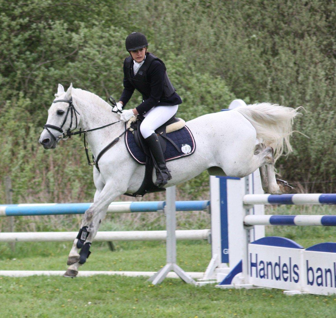Arabisk fuldblod (OX) Narzhos - CNCP1* | 12. maj 2012 | SØG billede 3