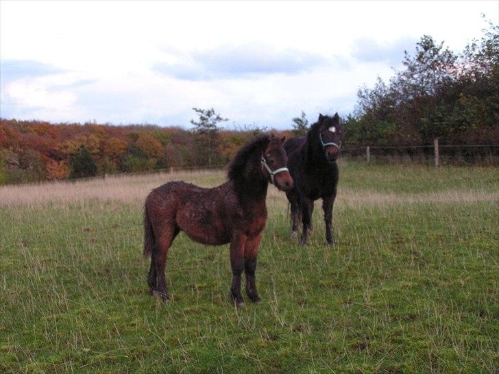 Dartmoor Cayberry Dark Gale - Gale på fold med Dream-Star i baggrunden.  billede 10