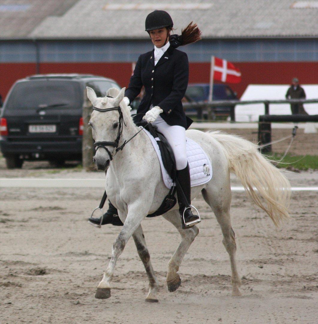 Arabisk fuldblod (OX) Narzhos - CNCP1* | 12. maj 2012 | SØG billede 9