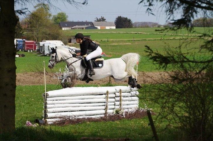 Arabisk fuldblod (OX) Narzhos - CNCP1* | 29. april 2012 | HKR billede 16