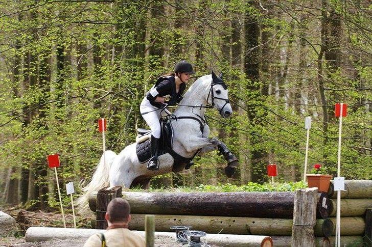 Arabisk fuldblod (OX) Narzhos - CNCP1* | 29. april 2012 | HKR billede 8