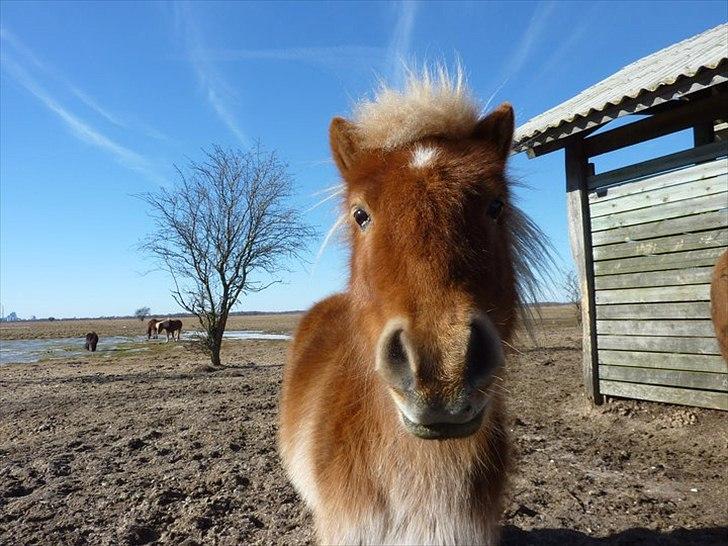 Shetlænder Jokum - Åhh så kær. billede 9