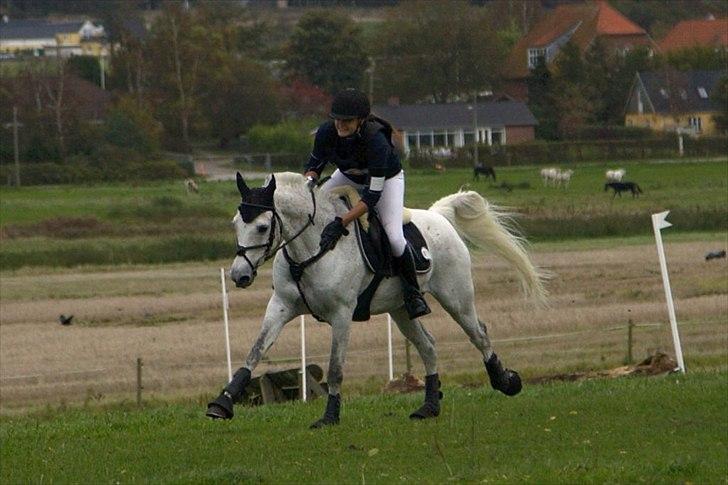 Arabisk fuldblod (OX) Narzhos - En dyyyyygtig pony i Søgborggaard! billede 20