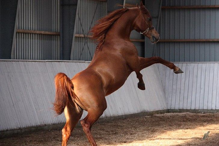 Arabisk fuldblod (OX) Nazeem Ibn Jashana - Hingstedag 2012
Foto: Malene Ølgod billede 18