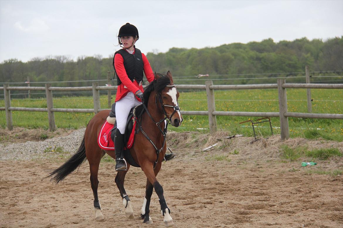 Hollandsk Sportspony Álice - Opvarmning til LA :) billede 15