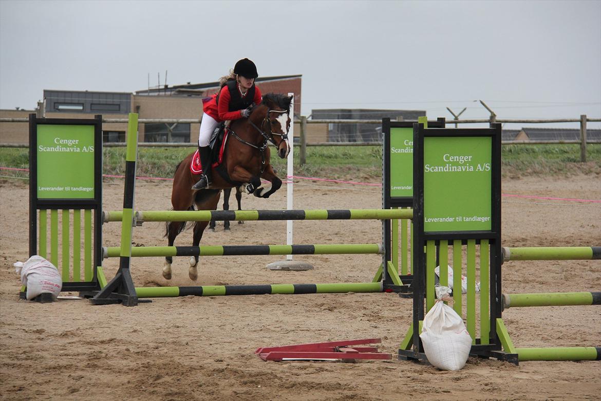 Hollandsk Sportspony Álice - Àlice i stor stil i LA billede 16