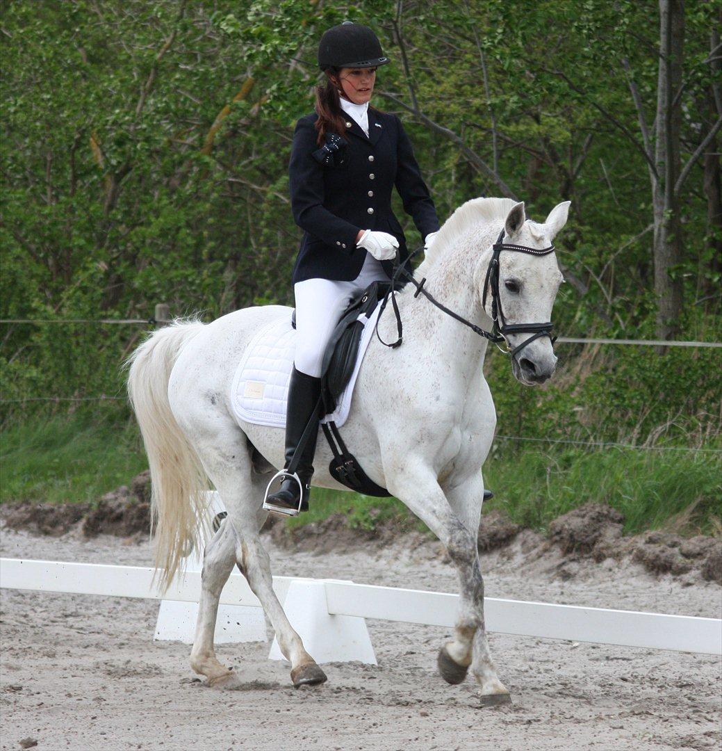 Arabisk fuldblod (OX) Narzhos - CNCP1* | 12. maj 2012 | SØG billede 15