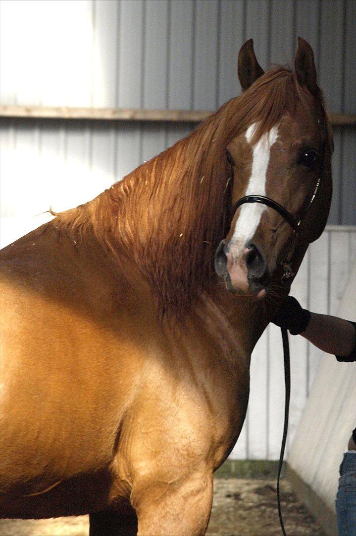 Arabisk fuldblod (OX) Nazeem Ibn Jashana - Hingstedag 2012
foto: Heidi Elkjær billede 19