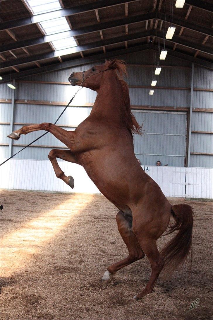 Arabisk fuldblod (OX) Nazeem Ibn Jashana - Hingstedag 2012
foto: Malene Ølgod billede 20