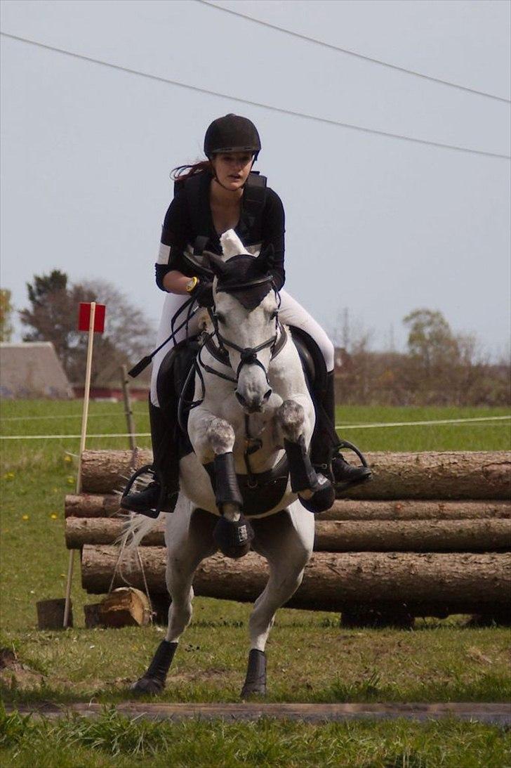 Arabisk fuldblod (OX) Narzhos - CNCP1* | 29. april 2012 | HKR billede 19