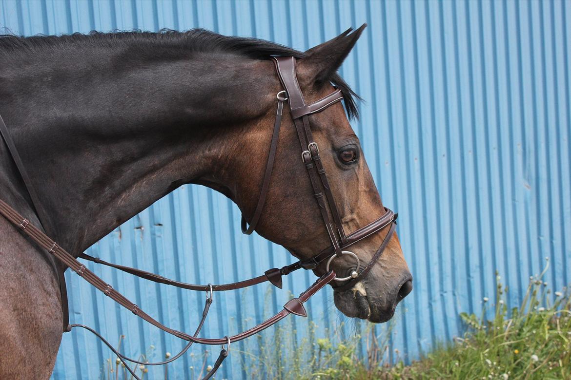 Dansk Varmblod Bounty Hunter billede 7