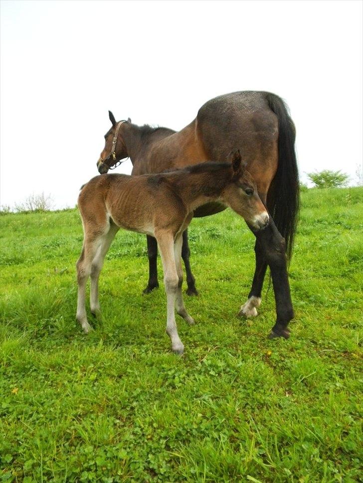 Anden særlig race lundsgaards baby billede 12