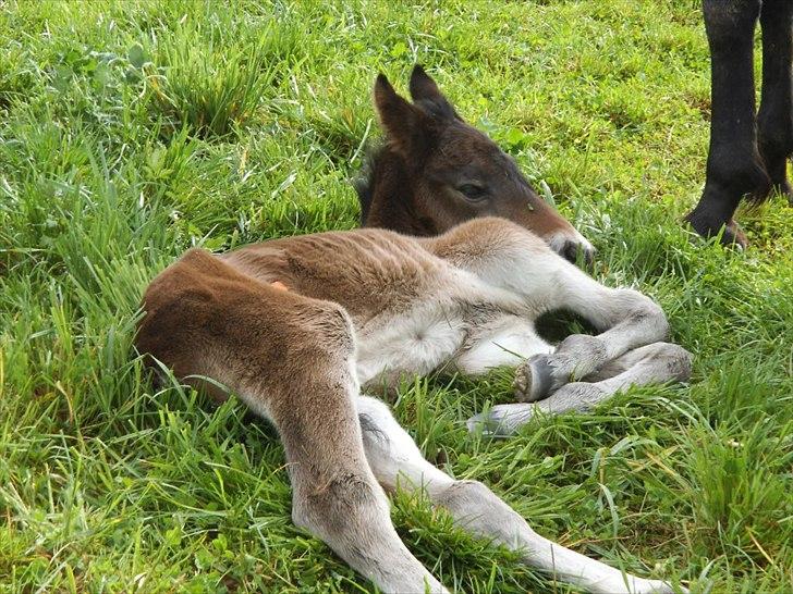 Anden særlig race lundsgaards baby billede 13