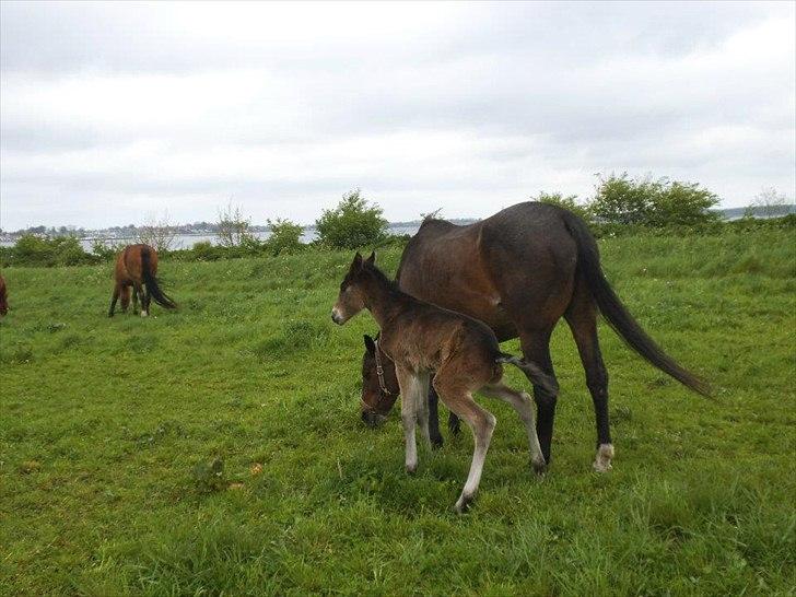 Anden særlig race lundsgaards baby - tisser lige
 billede 14