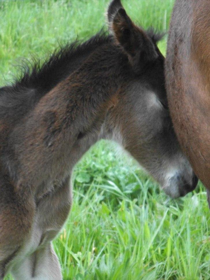 Anden særlig race lundsgaards baby billede 15