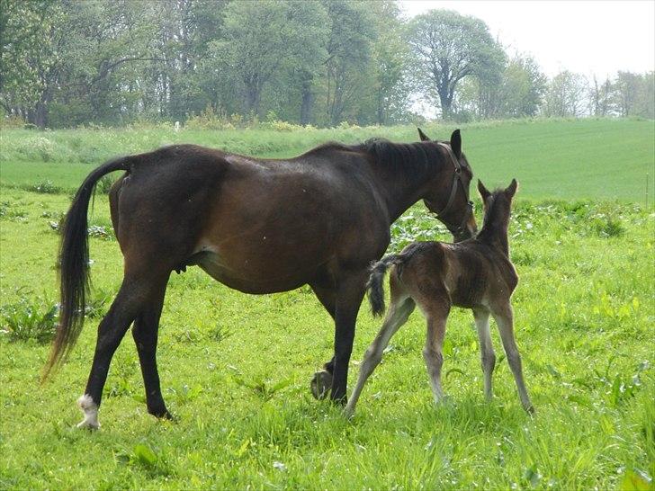 Anden særlig race lundsgaards baby billede 18