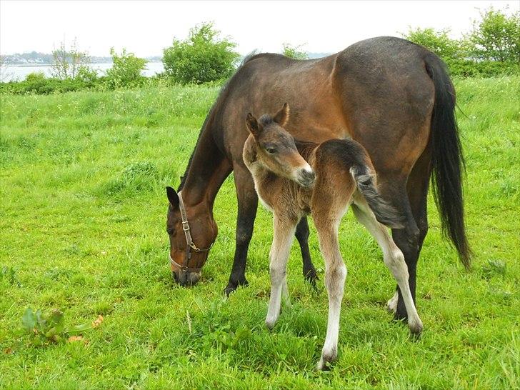 Anden særlig race lundsgaards baby billede 19