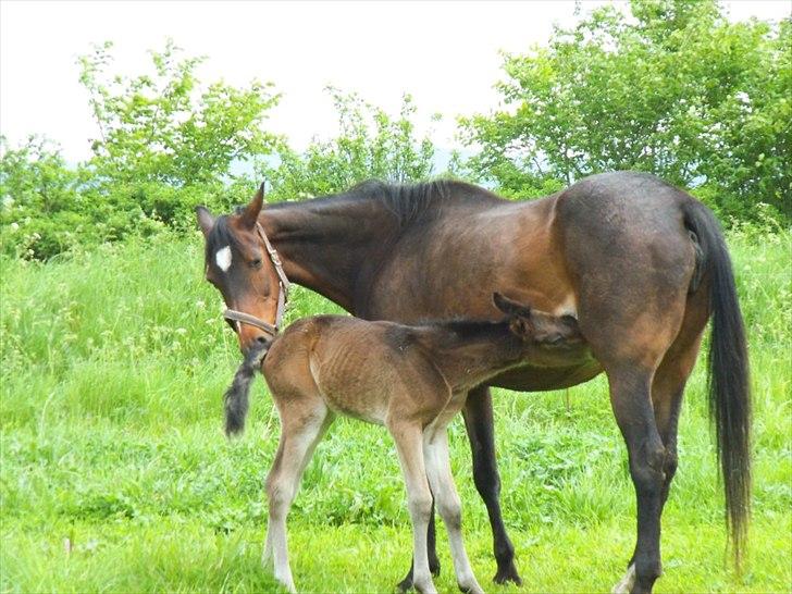 Anden særlig race lundsgaards baby billede 20