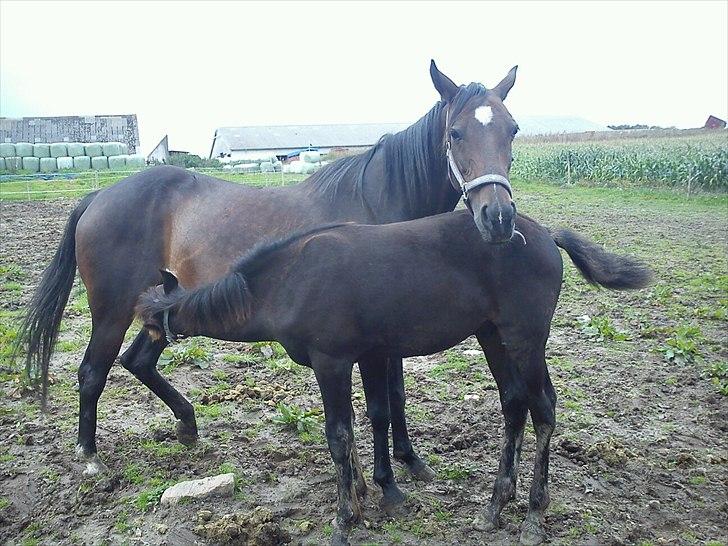 Svensk Varmblod Beauty Surprice - beauty og hendes føl aragon fra 2011 billede 2