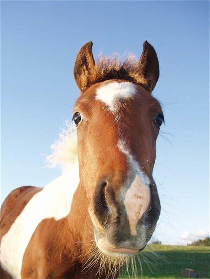 Anden særlig race Pinocchio Star - Baby Pinno!<3<3<3<3 billede 2