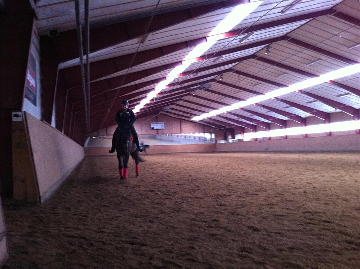 Dansk Varmblod Cæsar billede 15