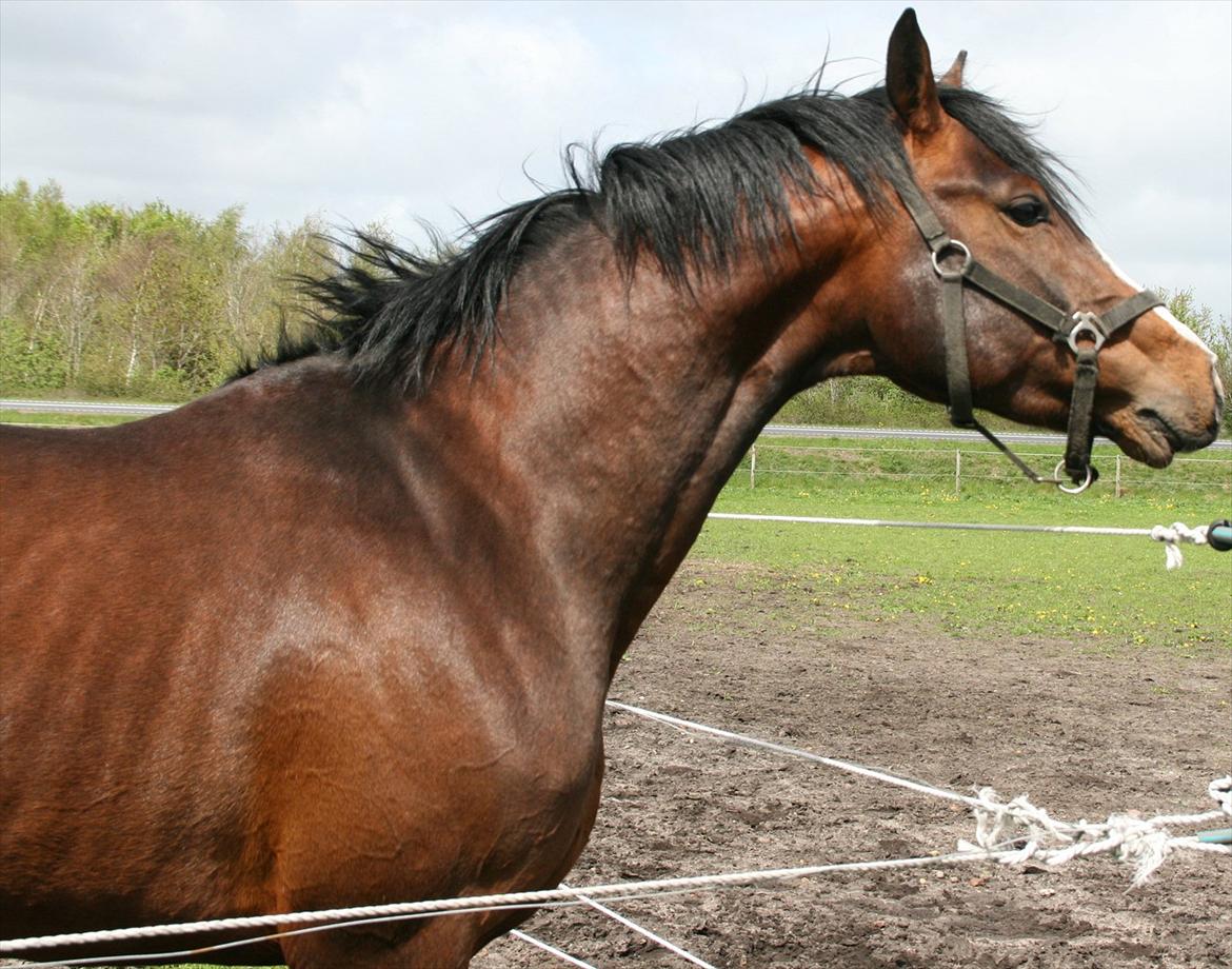 Dansk Varmblod Butler 227 - Butler 12/5-2012 billede 10