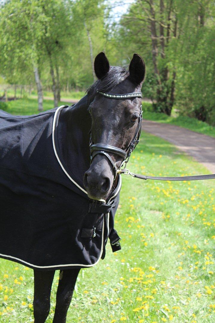 DSP Penny-Lady-Naddle - Velkommen:)
Billedet er taget af mig :D billede 1