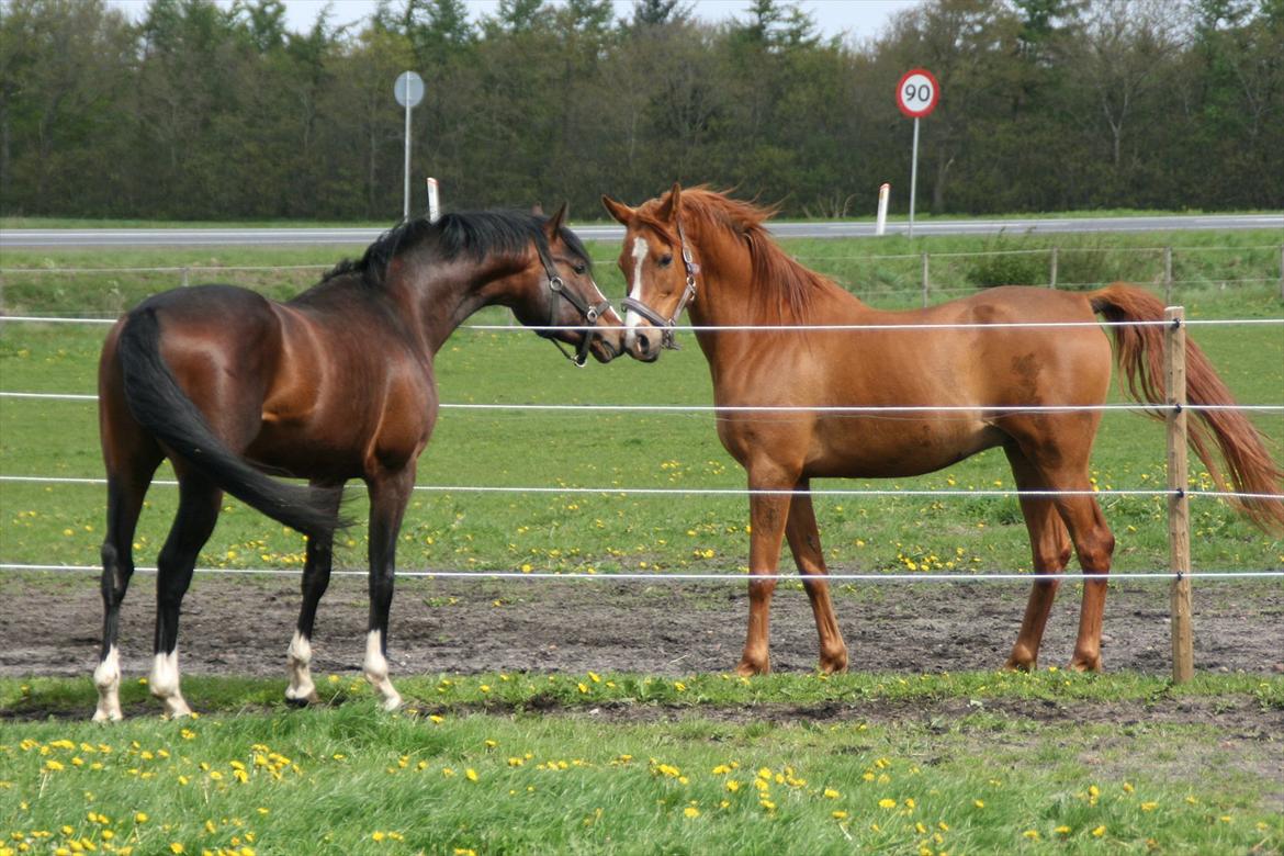 Dansk Varmblod Butler 227 - Butler hilser på sin nye foldnabo 12/5-2012 billede 13