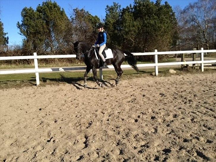 DSP Penny-Lady-Naddle billede 12