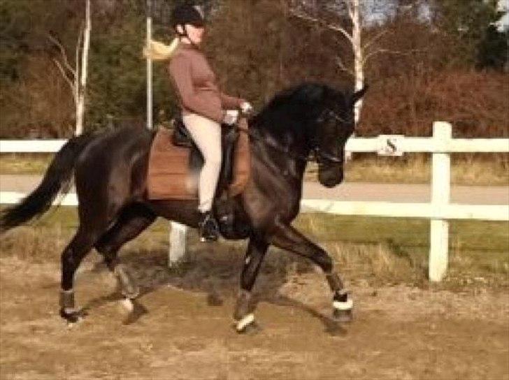 DSP Penny-Lady-Naddle billede 14