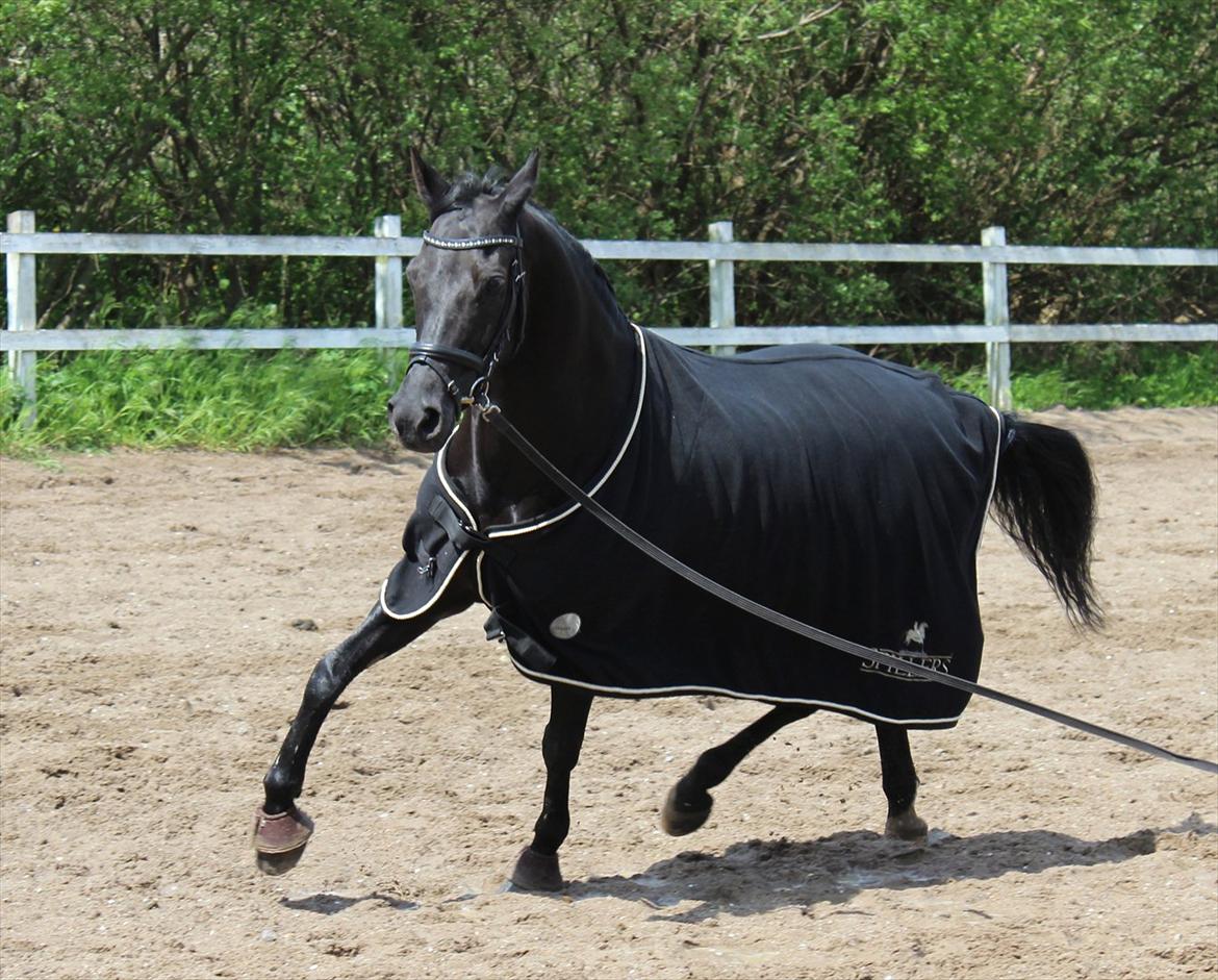 DSP Penny-Lady-Naddle - Billedet er taget af mig :D billede 18