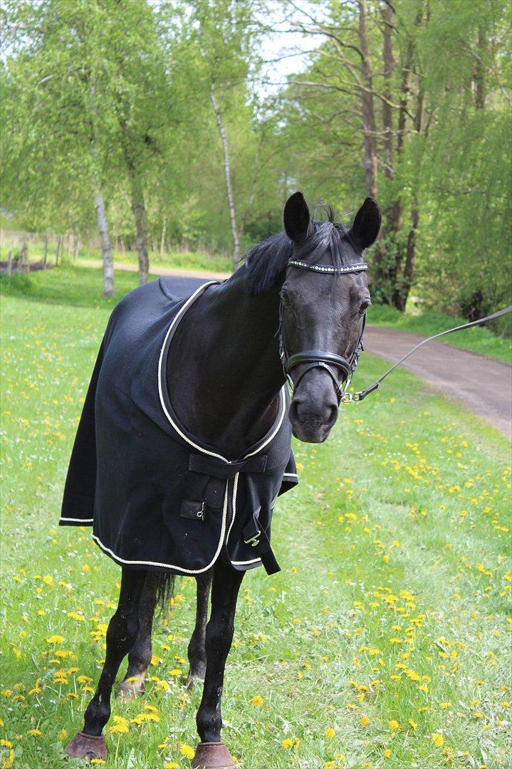 DSP Penny-Lady-Naddle - Billedet er taget af mig :D billede 20