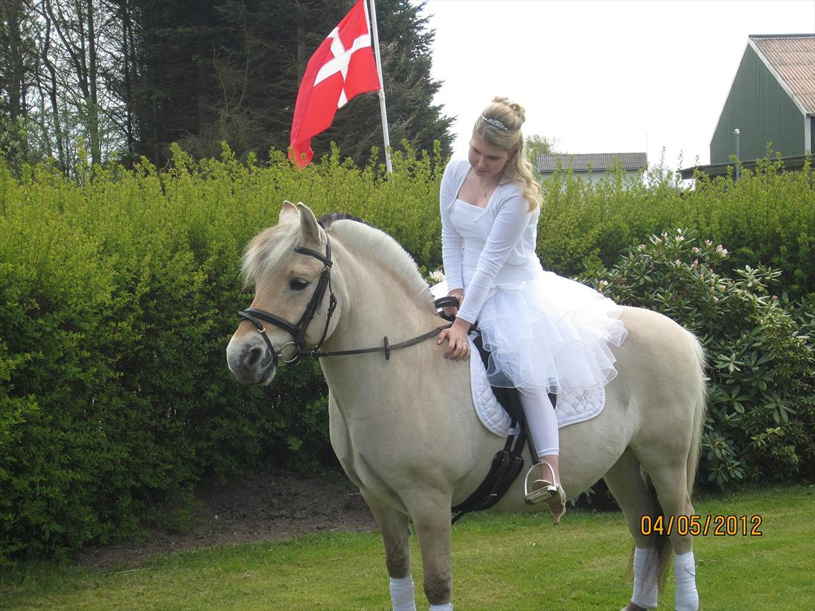 Fjordhest Zeus.<3 R.I.P D.23/5-13 - Min Konfirmation D 4Maj<3<3
Du var så smuk skat!<3 billede 1