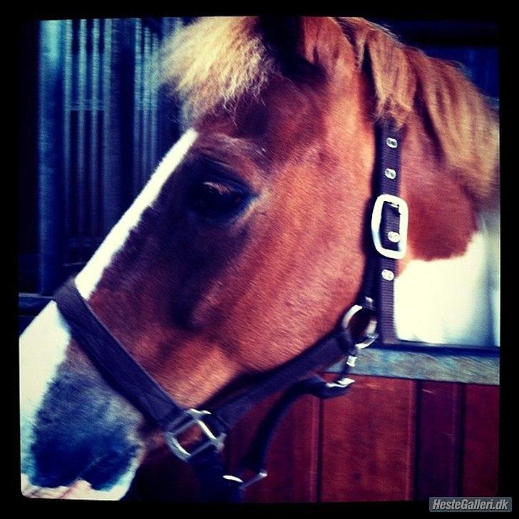 Anden særlig race Tarzan billede 3