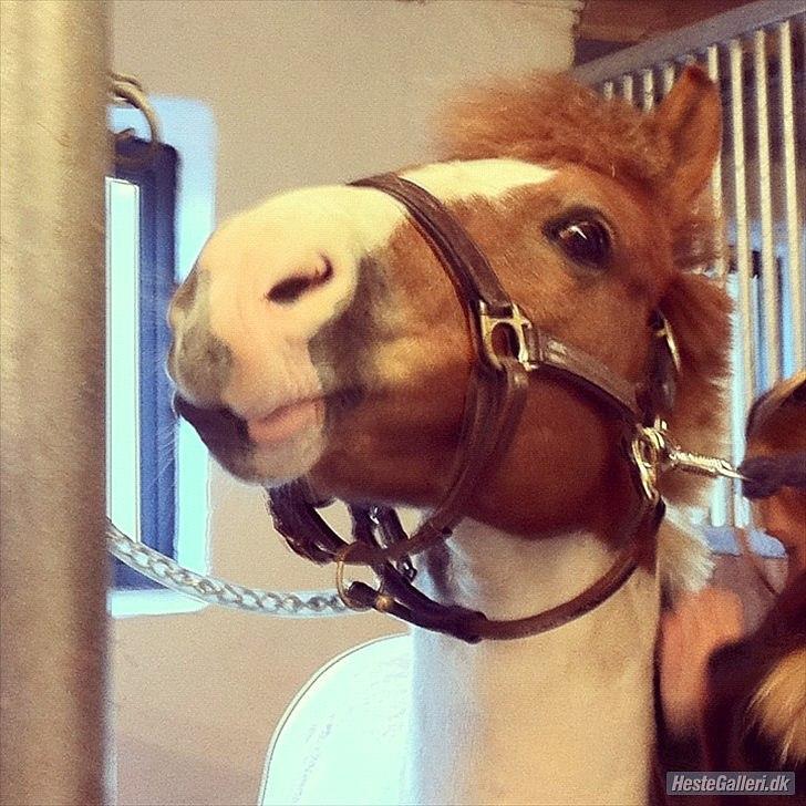 Anden særlig race Tarzan billede 5