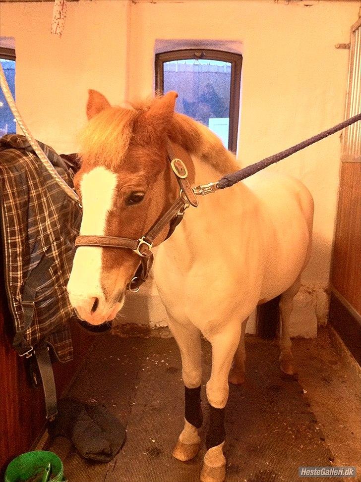 Anden særlig race Tarzan billede 6