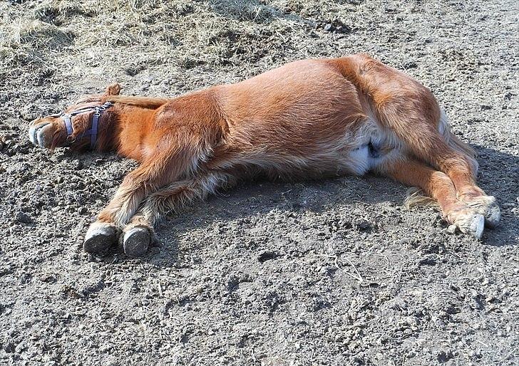 Islænder BLOSSI FLINTERUP - Blossen er væltet xD
Billedet er lånt af Cecilie billede 10