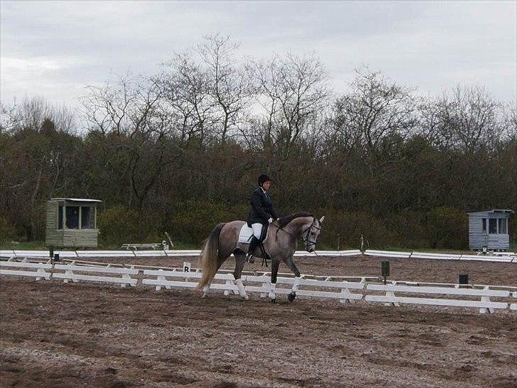 Arabisk fuldblod (OX) Wermont - fra 1. stævne i april 2012 billede 12