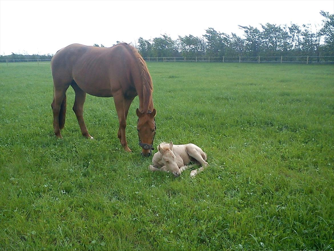 Anden særlig race Sakskærs Anastasia billede 18