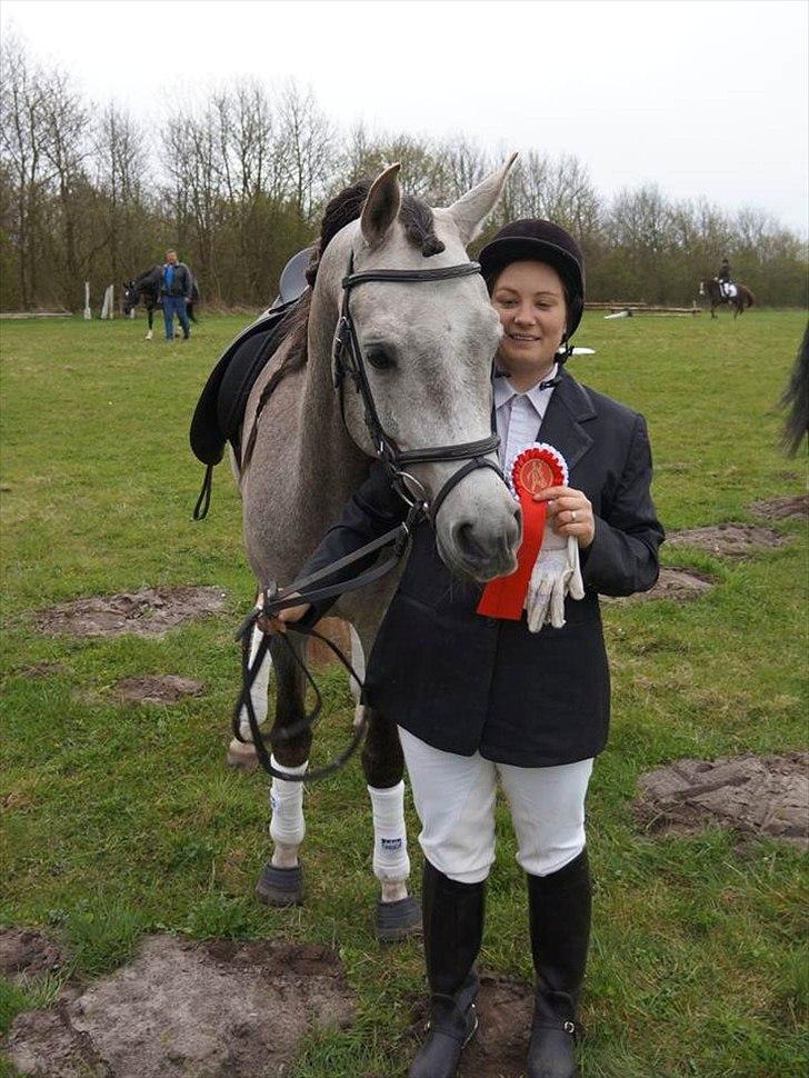 Arabisk fuldblod (OX) Wermont - fra 1. stævne i april 2012 billede 13