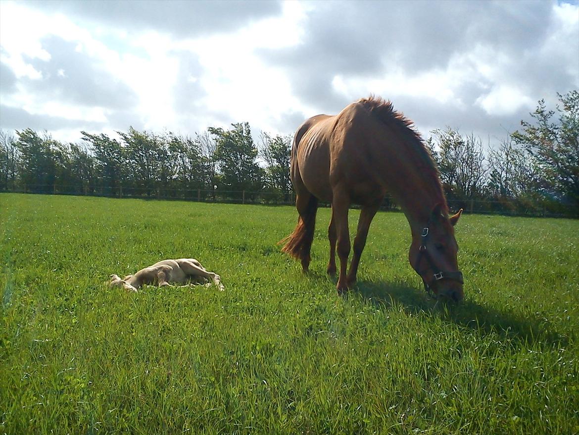 Anden særlig race Sakskærs Anastasia billede 19