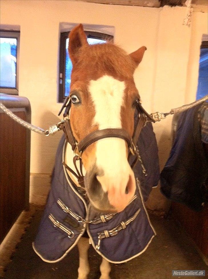 Anden særlig race Tarzan billede 8