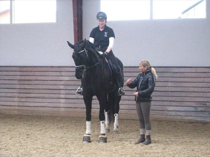 Hannoveraner Pegasus Hollmann - A hest - Sjuller barn 6 år til kursus.. billede 2