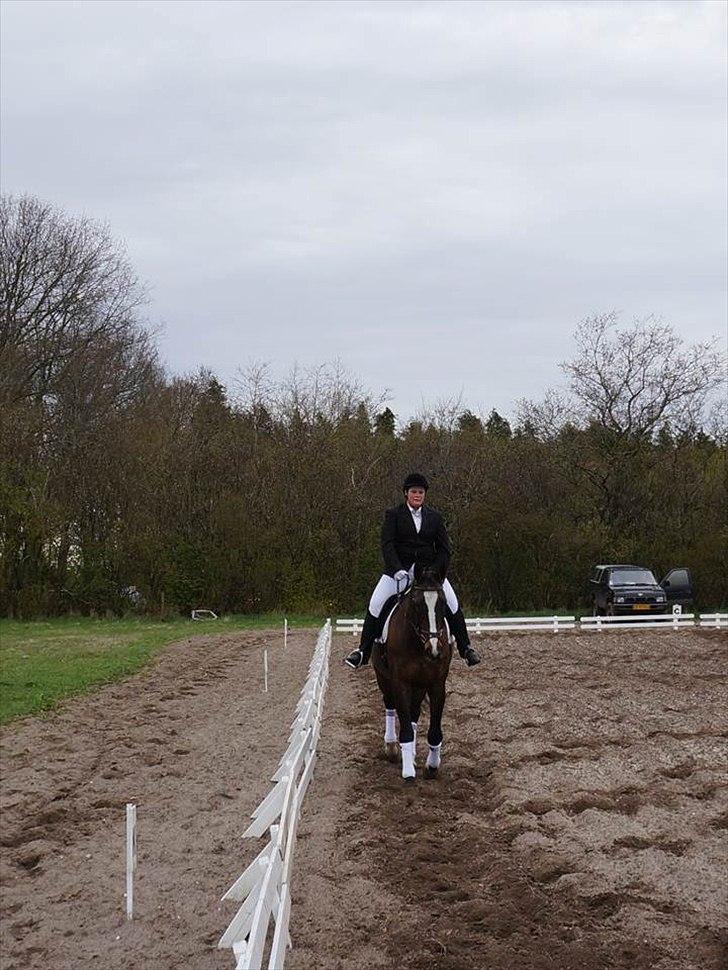 Dansk Varmblod Minelli Mosegård  billede 2