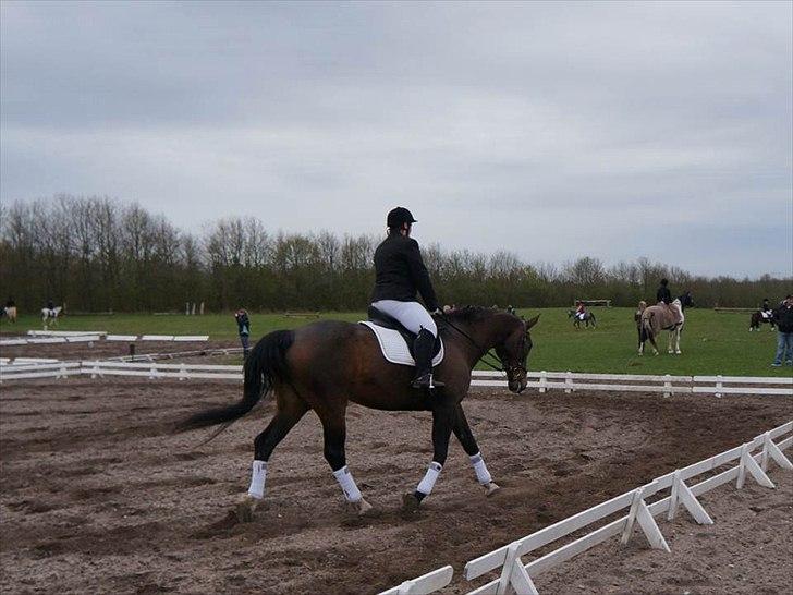 Dansk Varmblod Minelli Mosegård  billede 3