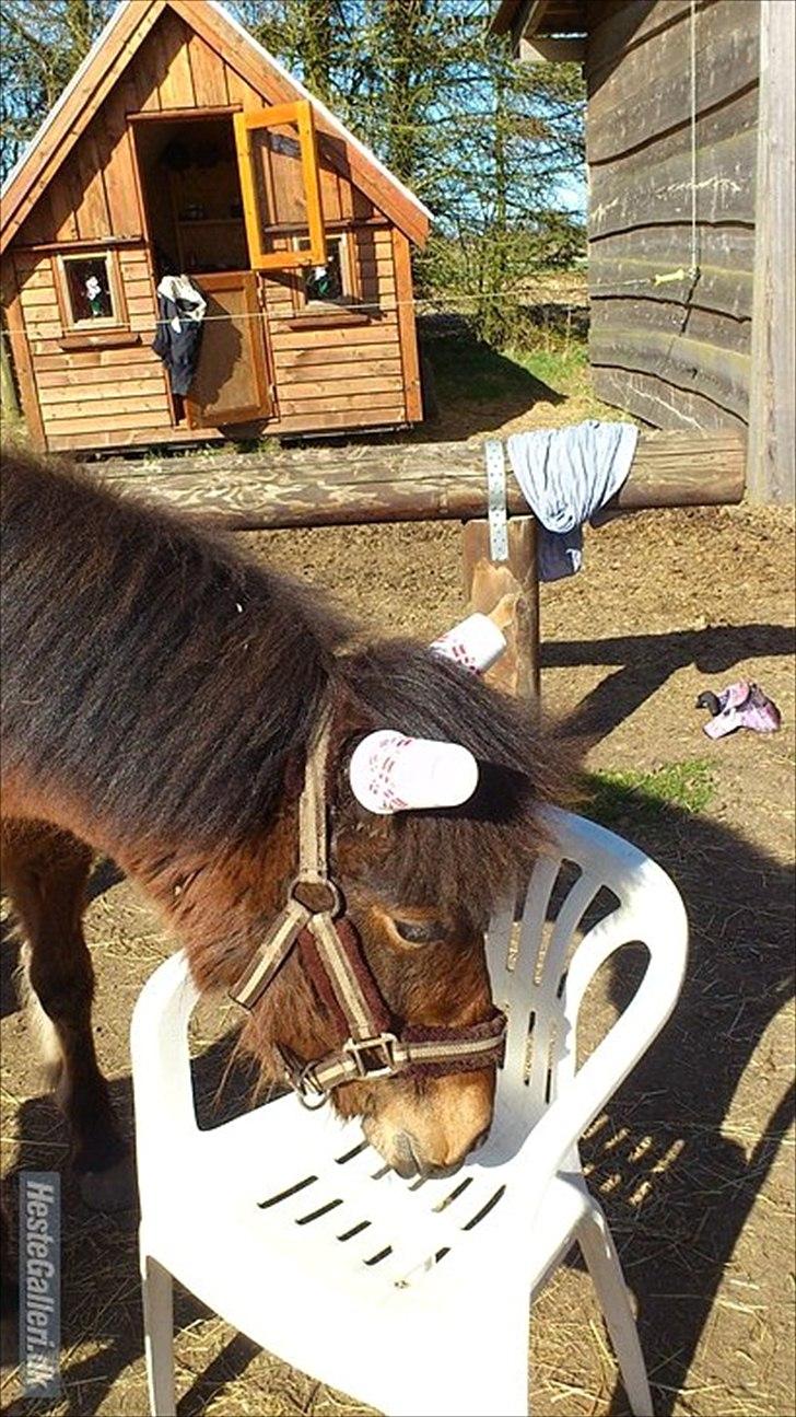 Aegidienberger Hijo de la Lluvia fra Nordkap - Hijo med plastikkrus på ørene, ligeglad som altid :)  billede 18
