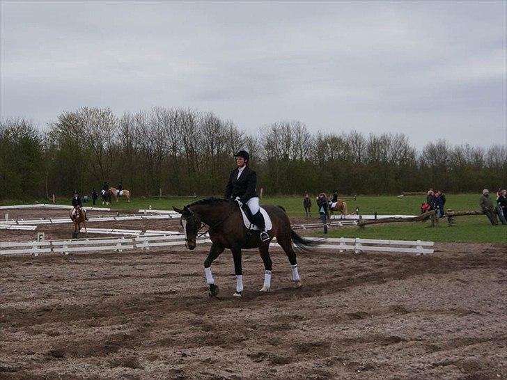 Dansk Varmblod Minelli Mosegård  billede 4